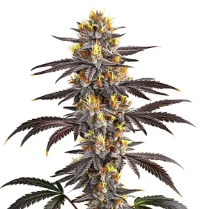 Nahaufnahme der Blüte von Gelato von Blimburn Seeds, Cannabissorte.