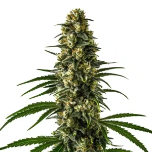 Nahaufnahme der Blüte von Girl Scout Cookies, Cannabissorte von Blimburn Seeds.