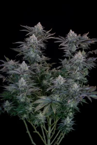 Harzige Blüte von Gorilla Cookies FF von Fast Buds, Cannabissorte.