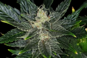 Blüte von Gorilla King Auto von Kannabia, selbstblühende Cannabissorte.