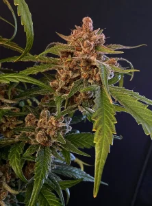 Harzige Blüte von Gorilla Punch Auto, selbstblühende Cannabissorte.