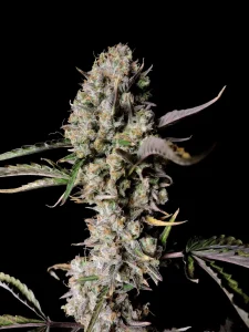 Harzige Blüte von Gorilla Z OG Auto, selbstblühende Cannabissorte.