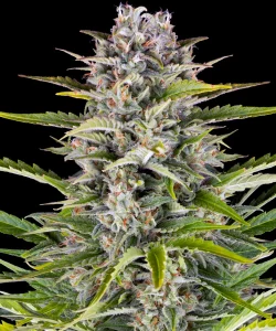 Blüte von Gorilla Z OG Auto von Barney's Farm, selbstblühende Cannabissorte.