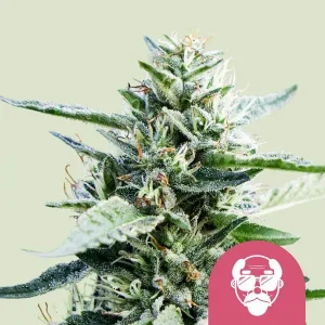 Blüte von Granddaddy Purple von Royal Queen Seeds, violette Cannabissorte.