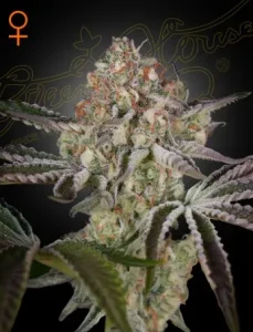 Blüte von Great White Shark von Green House, Cannabissorte.