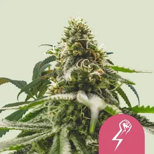 Harzige Blüte von Green Crack Punch von Royal Queen Seeds, Cannabissorte.