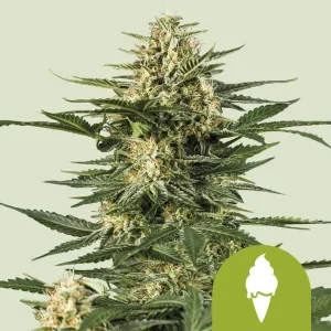 Harzige Blüte von Green Gelato Auto von Royal Queen Seeds, selbstblühende Cannabissorte.