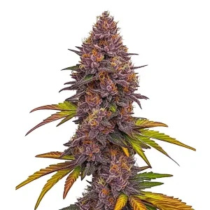 Violette Blüte von Grizzly Purple Auto, selbstblühende Cannabissorte von Blimburn Seeds.