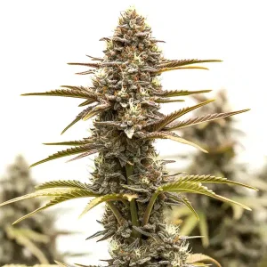 Nahaufnahme der Blüte von Grizzly Purple Kush, Cannabissorte von Blimburn Seeds.