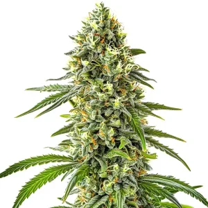 Nahaufnahme der Blüte von Guanabana, Cannabissorte von Blimburn Seeds.