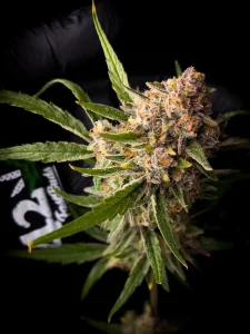 Harzige Blüte von Guava Auto, selbstblühende Cannabissorte.