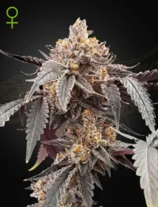 Blüte von Guava x Gelato 41 Auto von Green House, selbstblühende Cannabissorte.