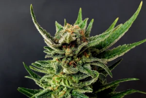 Blüte von Gypsy Kush von Kannabia, Kush-Cannabissorte.