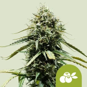 Harzige Blüte von Haze Berry Auto von Royal Queen Seeds, selbstblühende Cannabissorte.