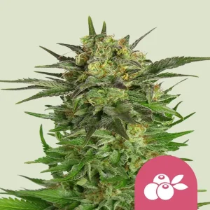 Blüte von Haze Berry von Royal Queen Seeds, Sativa-Cannabissorte.