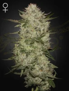 Blüte von Highcloudz Auto von Green House, selbstblühende Cannabissorte.