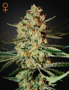 Blüte von Himalaya Gold von Green House, Cannabissorte.