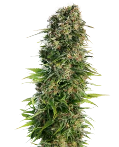 Blüte von Hindu Kush Auto von Sensi Seeds, selbstblühende Cannabissorte.