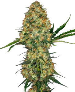 Blüte von Hindu Kush von Sensi Seeds, Indica-Cannabissorte.
