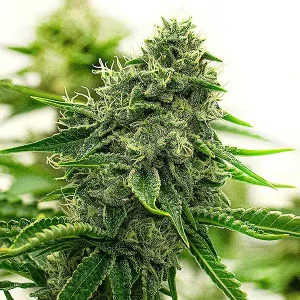 Pflanze von Hippo High in der Blütephase, Cannabissorte von Blimburn Seeds.