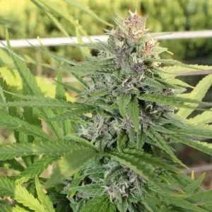 Blüte von Hollands Hope, klassische Outdoor-Cannabissorte.