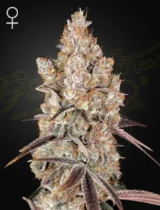 Blüte von Holy Snow von Green House, Cannabissorte.