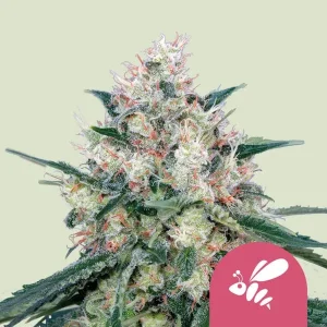 Blüte von Honey Cream Fast von Royal Queen Seeds, schnell blühende Cannabissorte.