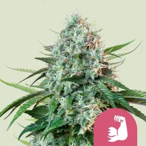 Harzige Blüte von Hulkberry von Royal Queen Seeds, Cannabissorte.