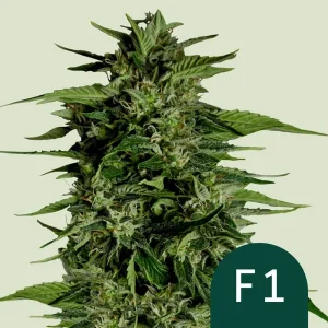 Harzige Blüte von Hyperion F1 Auto von Royal Queen Seeds, selbstblühende Cannabissorte.