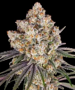 Harzige Blüte von Ice Cream Cake von Barney's Farm, Cannabissorte.