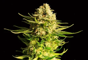 Blüte von Indica Cream von Kannabia, Indica-Cannabissorte.