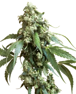 Blüte von Jack Flash #5 von Sensi Seeds, Cannabissorte.