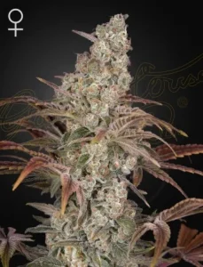 Blüte von Jack's Dream von Green House, Cannabissorte.