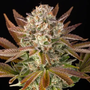 Bereifte Blüte von Jealousy, Cannabissorte.