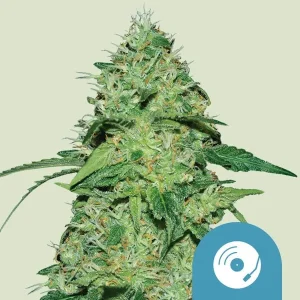 Harzige Blüte von Joanne's CBD von Royal Queen Seeds, CBD-reiche Cannabissorte.