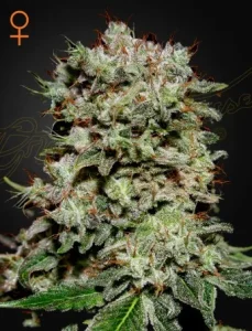 Blüte von Kalashnikova von Green House, Cannabissorte.