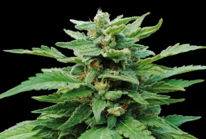 Blüte von Karibbean Mango von Kannabia, Cannabissorte mit Mango-Aroma.