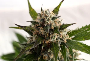 Blüte von Kickass Auto von Kannabia, selbstblühende Cannabissorte.
