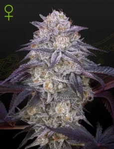 Blüte von King's Juice Auto von Green House, selbstblühende Cannabissorte.