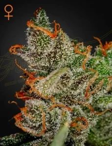 Blüte von King's Kush von Green House, Kush-Cannabissorte.
