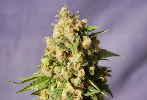Blüte von Kiss von Kannabia, Cannabissorte.