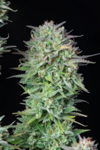 Harzige Blüte von Kosher Cake Auto, selbstblühende Cannabissorte.
