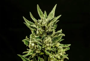 Blüte von Kritic Auto von Kannabia, selbstblühende Cannabissorte.