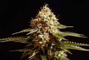 Blüte von La Blanca von Kannabia, Cannabissorte.