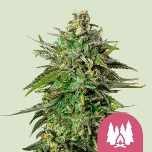 Blüte von Larry OG von Royal Queen Seeds, OG-Cannabissorte.