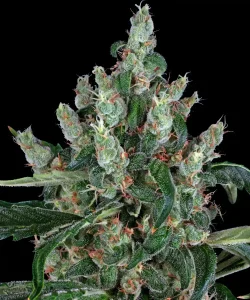 Harzige Blüte von Laughing Buddha von Barney's Farm, Sativa-Cannabissorte.