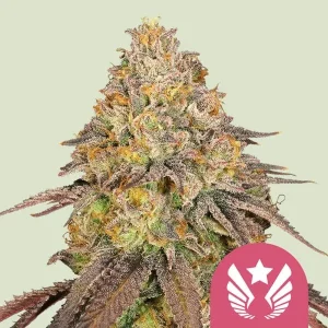Harzige Blüte von Legendary OG Punch von Royal Queen Seeds, Cannabissorte.