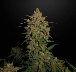 Harzige Blüte von Lemon AK Auto, selbstblühende Cannabissorte.