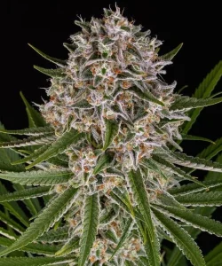 Blüte von Lemon Haze Auto von Barney's Farm, selbstblühende Cannabissorte.