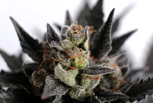 Blüte von Lemon Haze Auto von Kannabia, selbstblühende Cannabissorte.